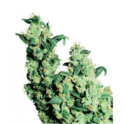 Jack Herer